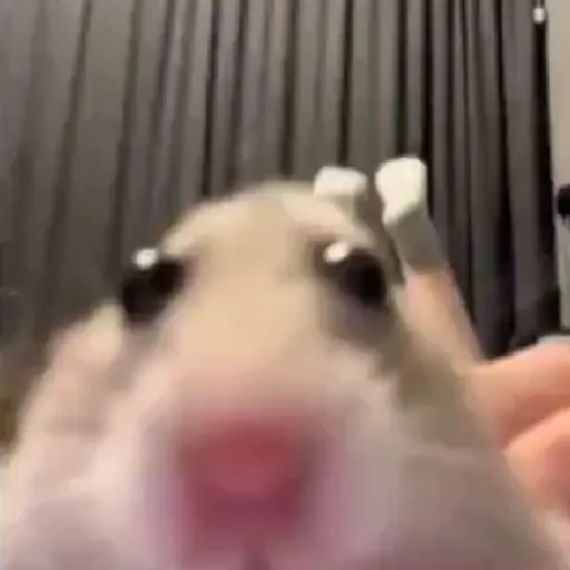 Figurinha: Hamster Fofo Mexendo o Nariz