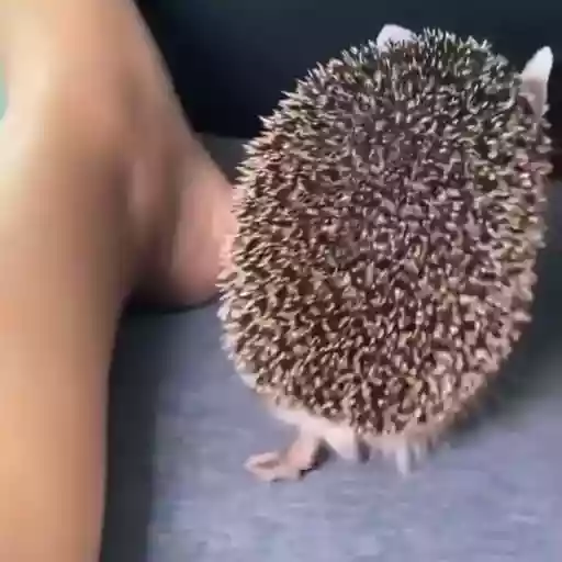 Figurinha: Porco espinho cheirando o pé