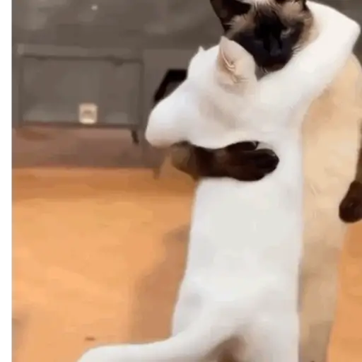 Figurinha: Gatinhos se abraçando