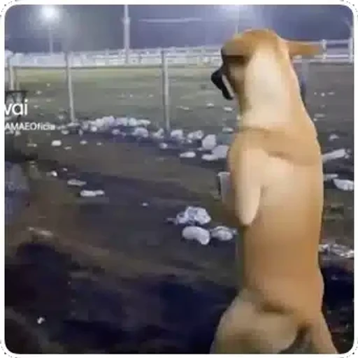 Figurinha: Cachorro feliz com copo