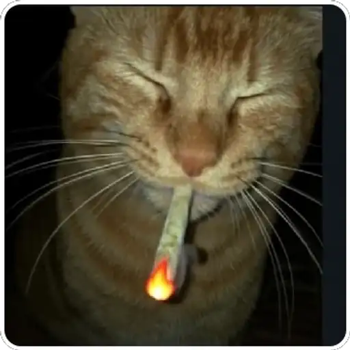 Figurinha: Gato Chapado