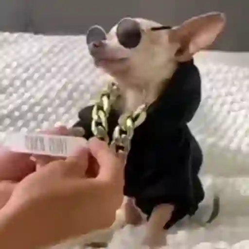 Figurinha: Cachorro Rapper Pede Petisco