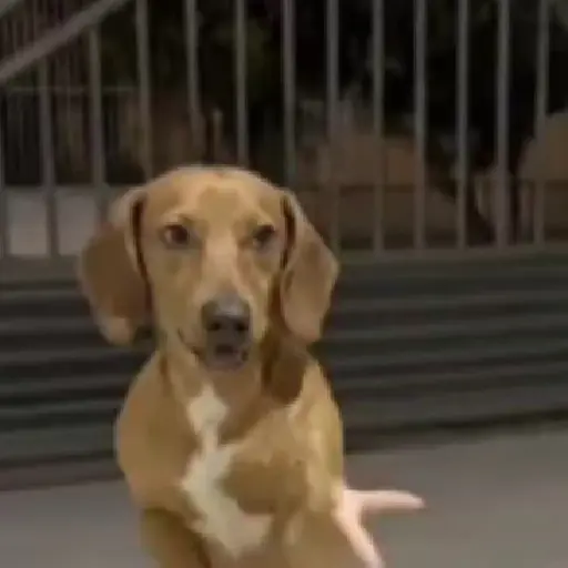 Figurinha: Cachorro dançante