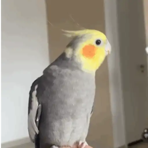 Figurinha: Calopsita Curiosa