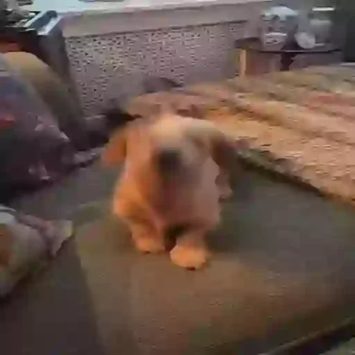 Figurinha: Cachorrinho Pulando e Dançando