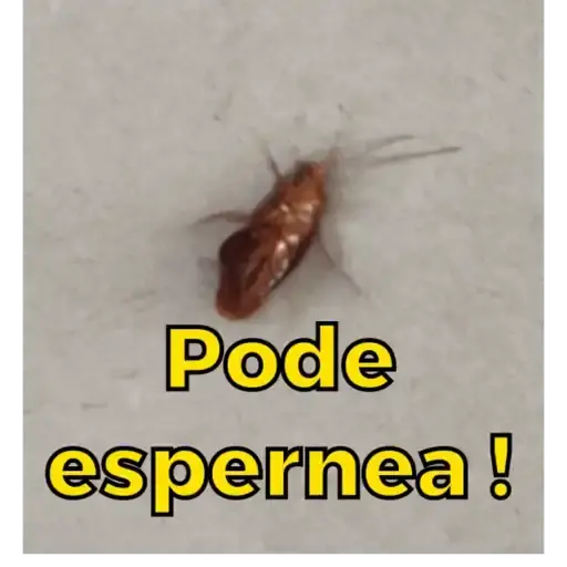 Figurinha: Barata Esperneando