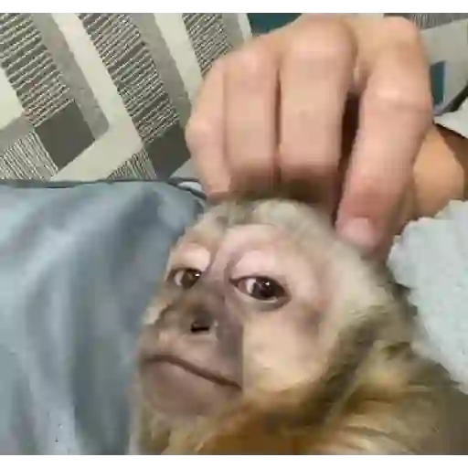 Figurinha: Macaco sendo acariciado