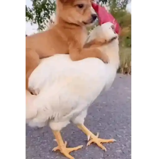 Figurinha: Cachorrinho e Galinha Amigos