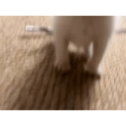 Figurinha: Gatinho bravo
