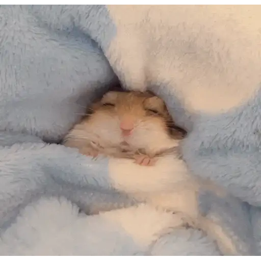 Figurinha: Hamster dorminhoco
