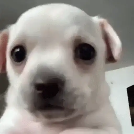 Figurinha: Cachorrinho fofo olhando
