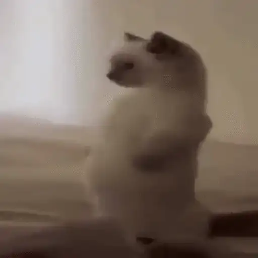 Figurinha: Gato dançante