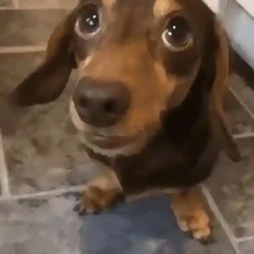Figurinha: Cachorrinho Carinhoso