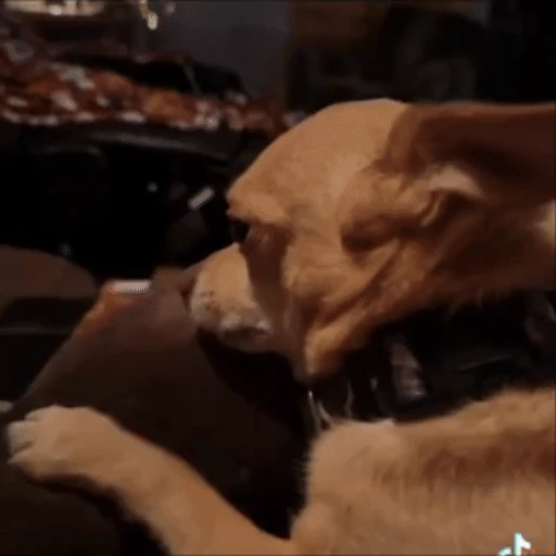 Figurinha: Cachorro com olhar estranho