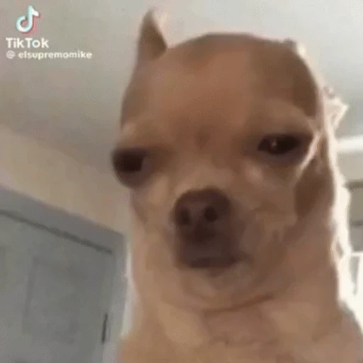 Figurinha: Cachorro engraçado