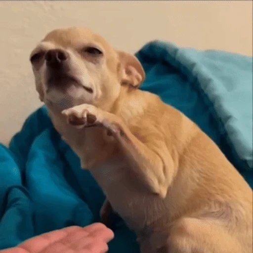 Figurinha: Cachorrinho engraçado
