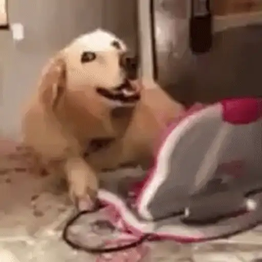 Figurinha: Cachorro no Computador