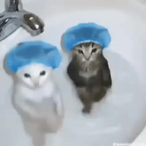Figurinha: Gatinhos de banho dançantes
