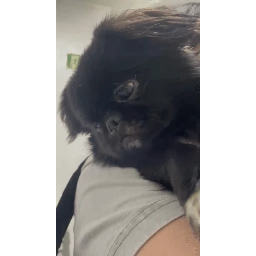 Figurinha: Cachorrinho sonolento