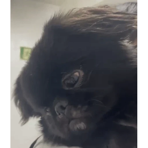 Figurinha: Cachorro olhando com desdém