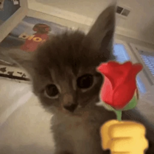 Figurinha: Gatinho fofo oferecendo rosa