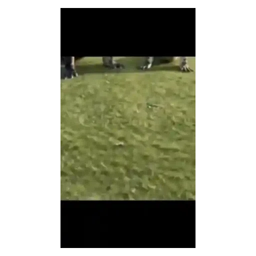 Figurinha: Cachorro engraçado