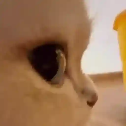 Figurinha: Gato Curioso Espiando