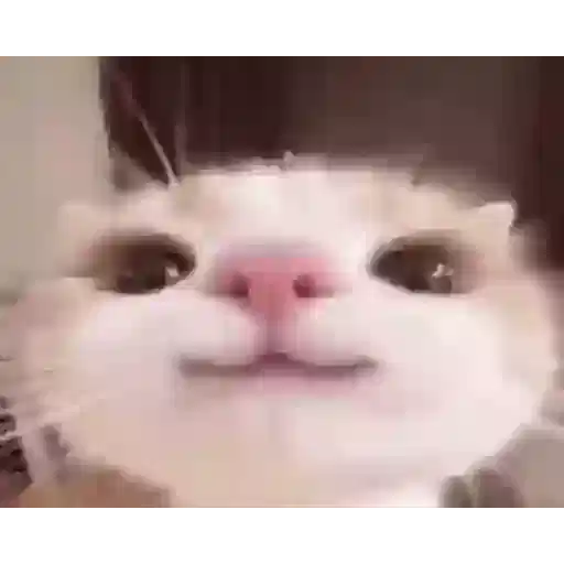 Figurinha: Gato fofo com filtro de chapéu