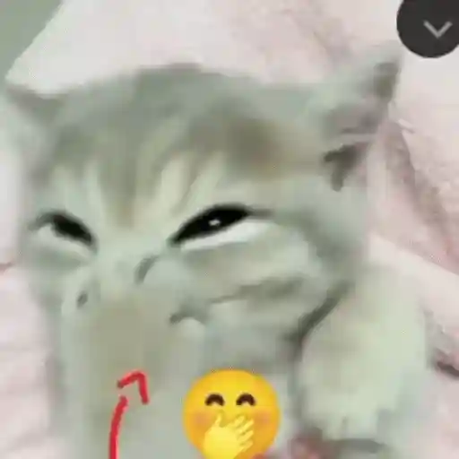 Figurinha: Gatinho rindo