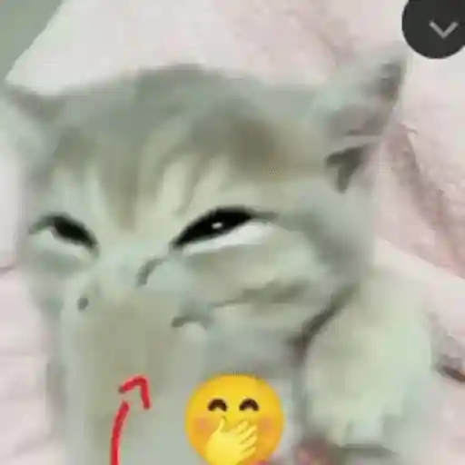Figurinha: Gatinho rindo
