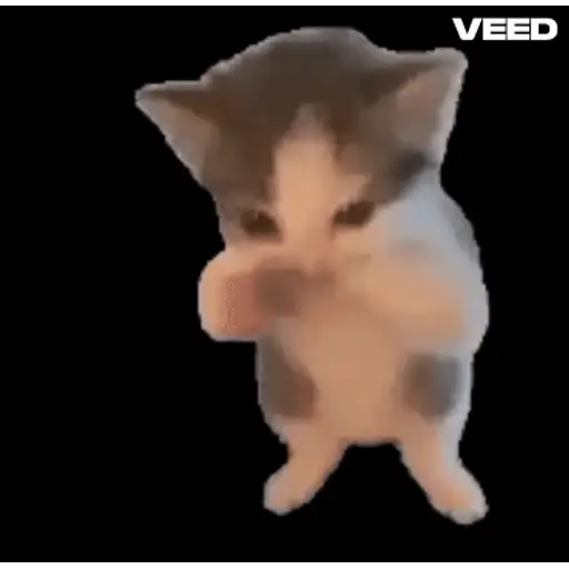 Figurinha: Gatinho lutador