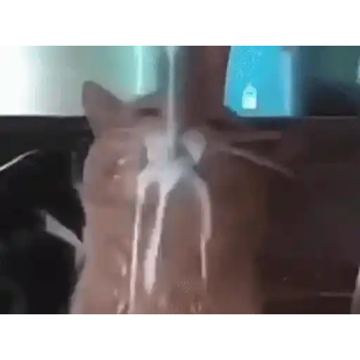 Figurinha: Gato tomando leite na cabeça
