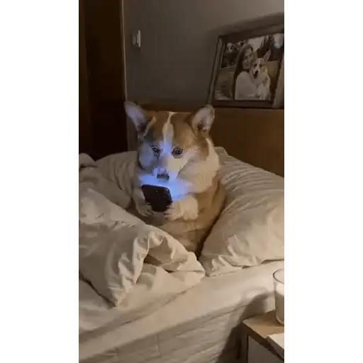Figurinha: Corgi no celular
