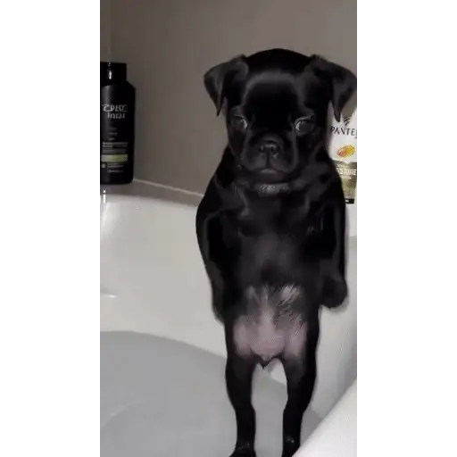 Figurinha: Pug Dançando