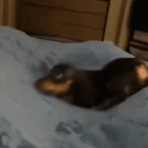 Figurinha: Cachorrinho brincalhão