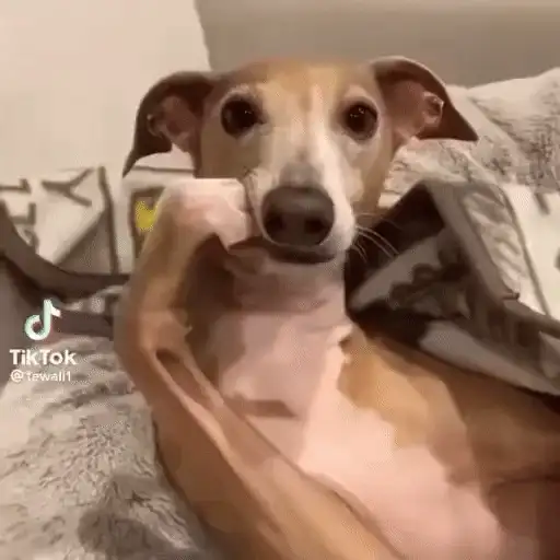 Figurinha: Cachorrinho Pensativo