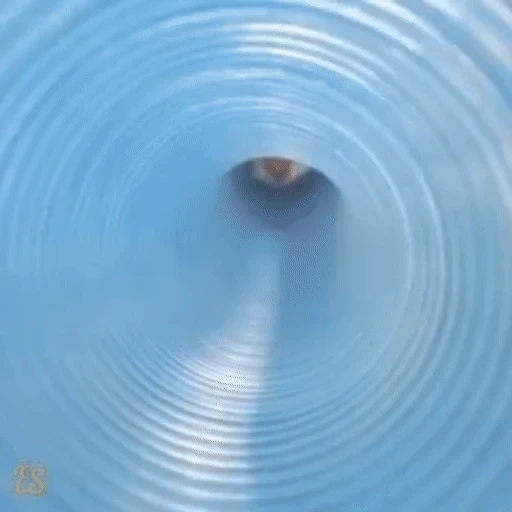Figurinha: Hamster curioso