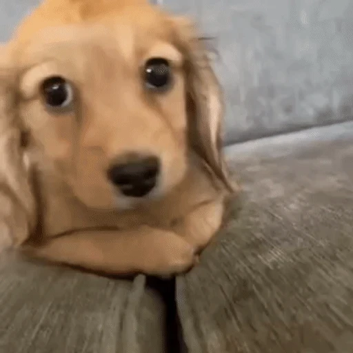Figurinha: Filhote de Dachshund fofo