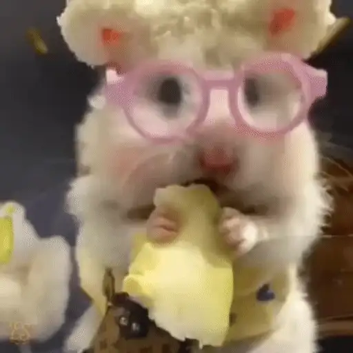 Figurinha: Hamster com óculos fofo