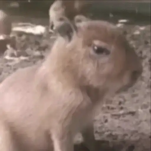 Figurinha: Capivara reflexiva