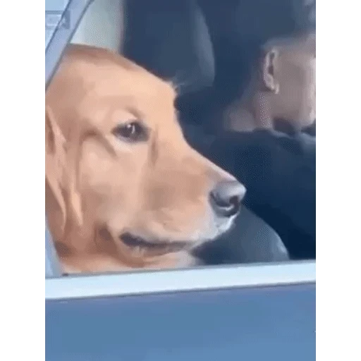 Figurinha: Cachorro observador