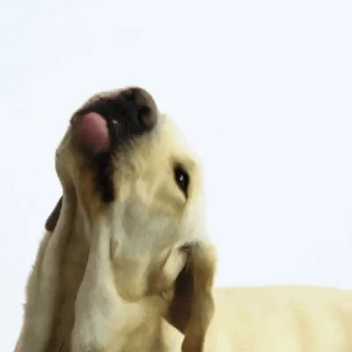 Figurinha: Cachorro fofo lambendo