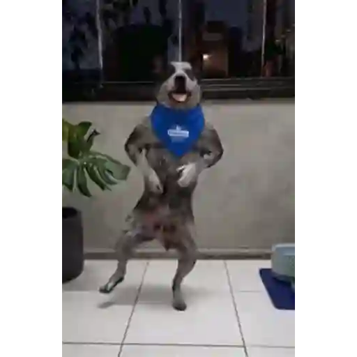 Figurinha: Cachorro Dançarino