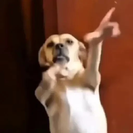 Figurinha: Cachorro dancando