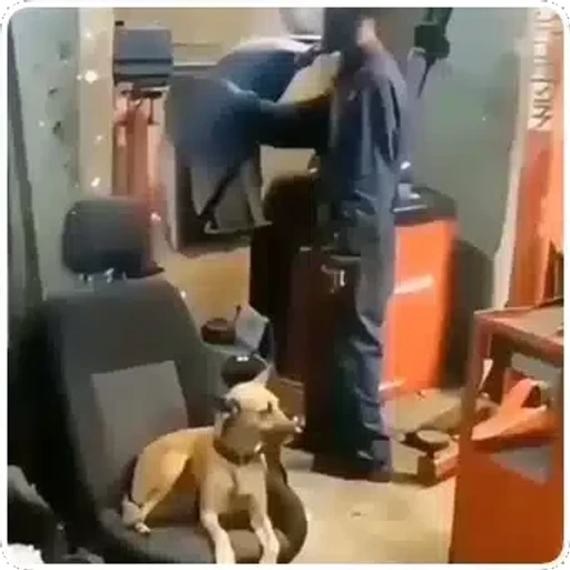 Figurinha: Cachorro Ajudante