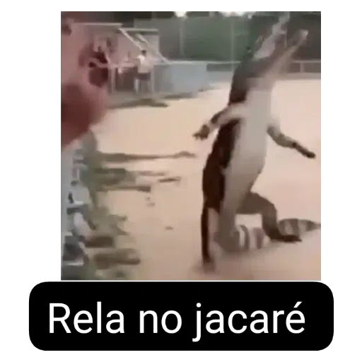 Figurinha: Rela no jacaré