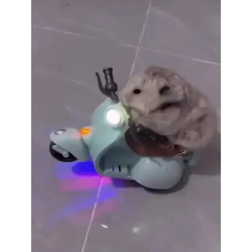 Figurinha: Hamster na motinho
