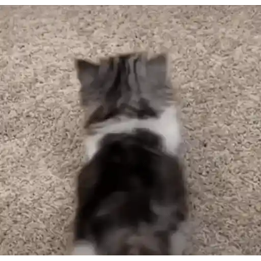 Figurinha: Gatinho fofo pulando