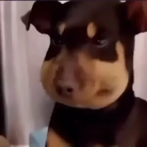 Figurinha: Cachorro Bochechudo