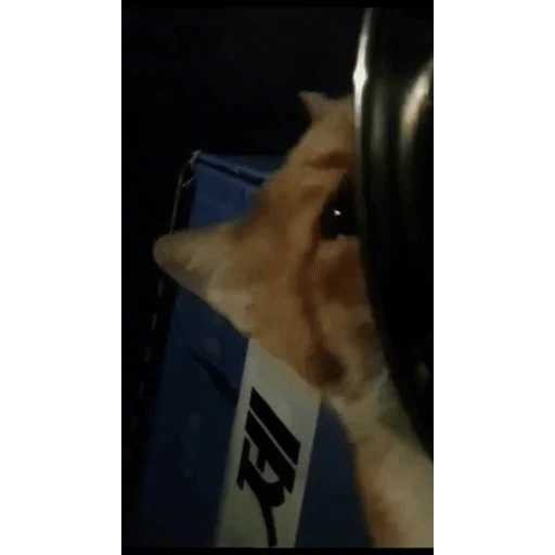 Figurinha: Gatinho triste